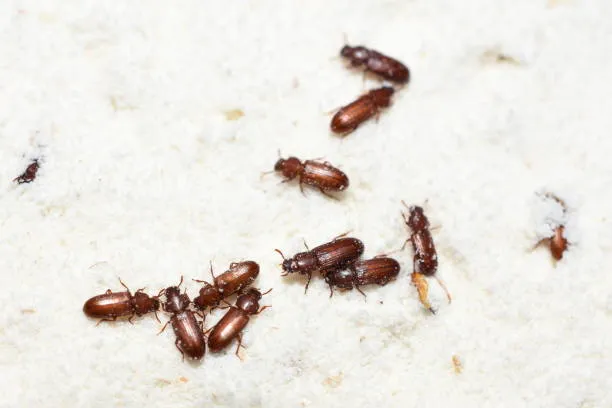 A group of beetles on a white surface, showcasing the beetle control services offered by Termite Lawn and Pest in Apopka, FL.