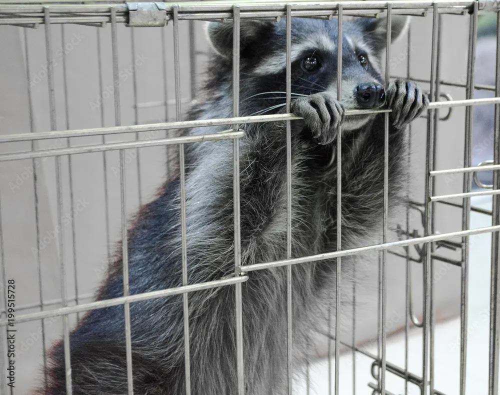 A raccoon in a humane trap, highlighting the expert wildlife control services provided by Termite Lawn and Pest in Apopka, FL.