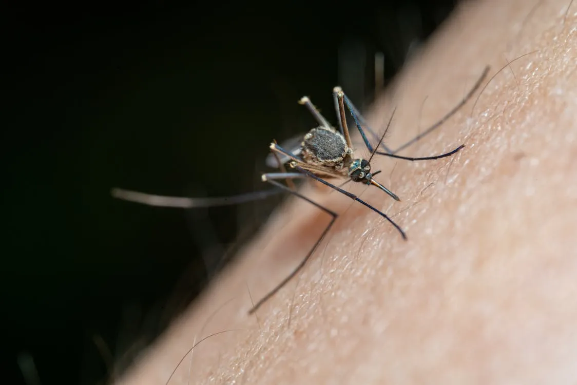 avalon park mosquito control fl