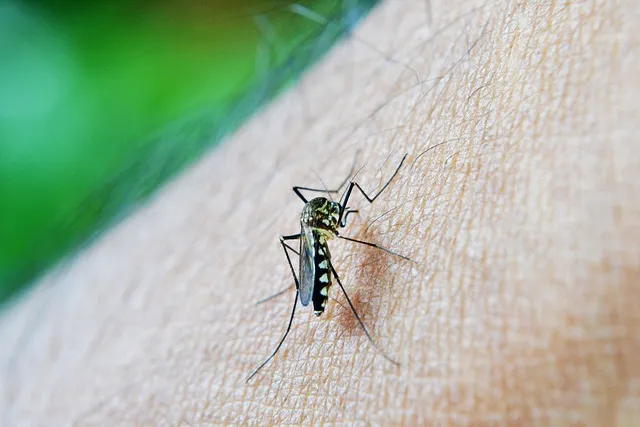 Close-up image of a mosquito on skin, representing Termite Lawn and Pest's mosquito control services in Avalon Park, FL.