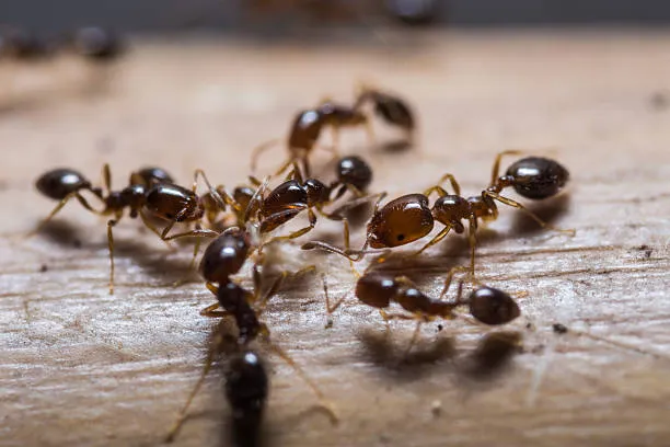 Close-up image of ants on a wooden surface, representing Termite Lawn and Pest's ant control services in Avalon Park, FL.