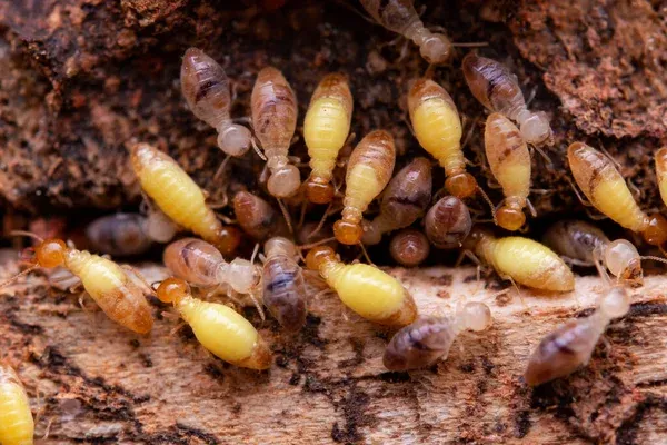 A close-up image of termites on wood, showcasing Termite Lawn and Pest's termite control services in Avalon Park, FL.