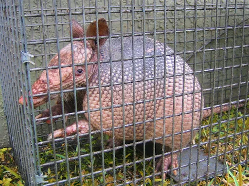 An armadillo safely trapped in a cage, representing Termite Lawn and Pest's wildlife control services in Avalon Park, FL.