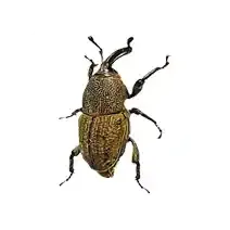 billbug identification