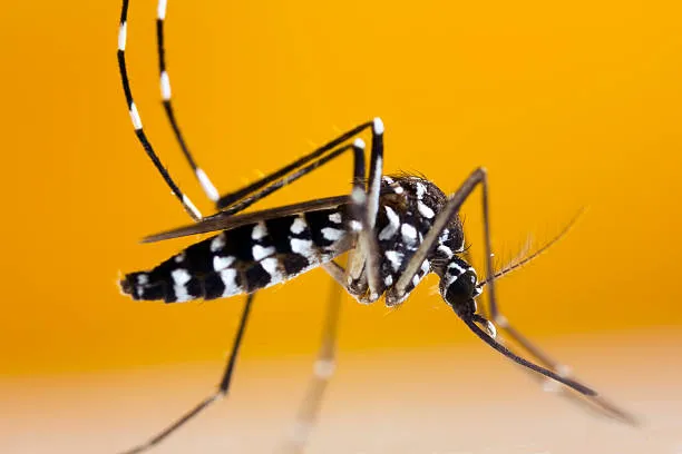 Close-up of a mosquito on a yellow background in Casselberry, FL, representing mosquito control services by Termite Lawn and Pest.