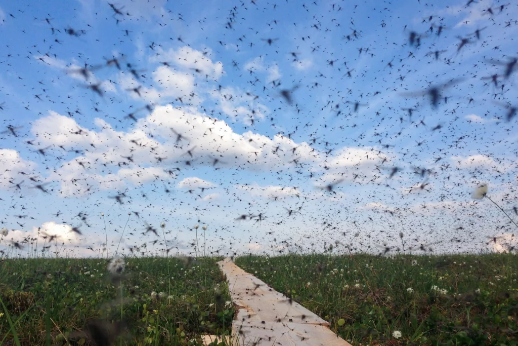 casselberry mosquito control swarm