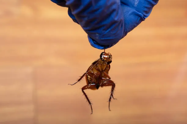 Close-up of a gloved hand holding a cockroach in Casselberry, FL, representing pest control services by Termite Lawn and Pest.