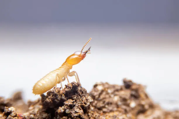 A close-up of a termite on soil in Casselberry, FL, highlighting the termite control services provided by Termite Lawn and Pest.