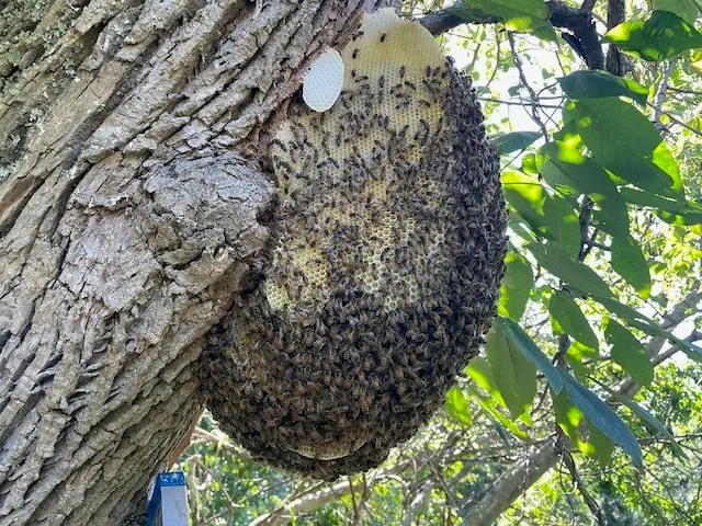 A large bee hive attached to a tree in Casselberry, FL, showcasing the professional bee removal services offered by Termite Lawn and Pest.