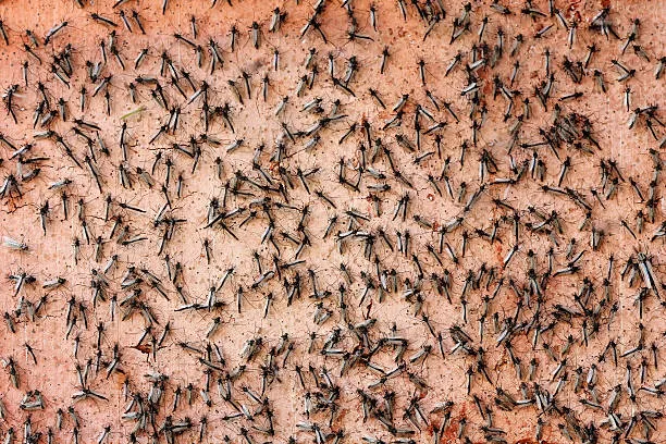 Close-up view of a surface covered with numerous mosquitoes, highlighting the need for effective mosquito control services in Celebration provided by Termite Lawn and Pest.