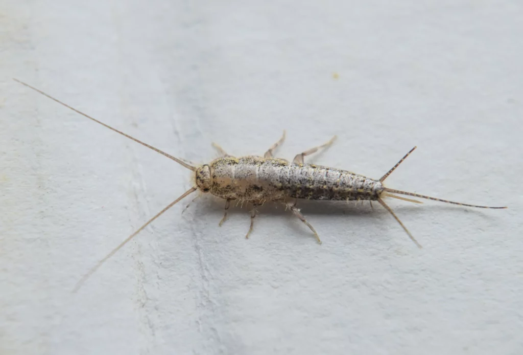 Close-up view of a silverfish on a white surface, representing the silverfish control services provided by Termite Lawn and Pest in Celebration.