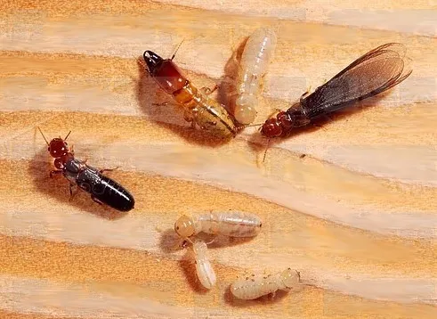 Close-up view of various stages of termites on a wooden surface, showcasing the termite control services offered by Termite Lawn and Pest in Celebration.