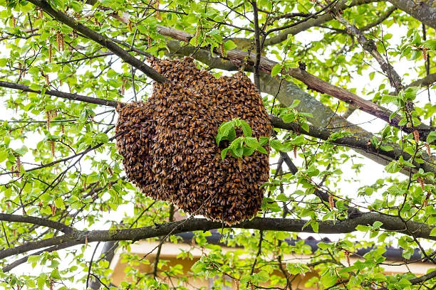 Large bee hive hanging from a tree branch, highlighting the bee hive removal services provided by Termite Lawn and Pest in Celebration.