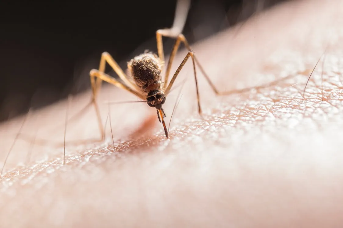 chuluota mosquito control fl