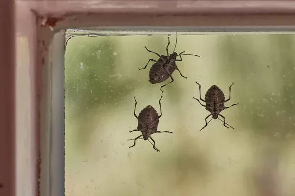 Three bugs on a window pane, emphasizing the need for reliable pest control services in Chuluota, FL by Termite Lawn and Pest.
