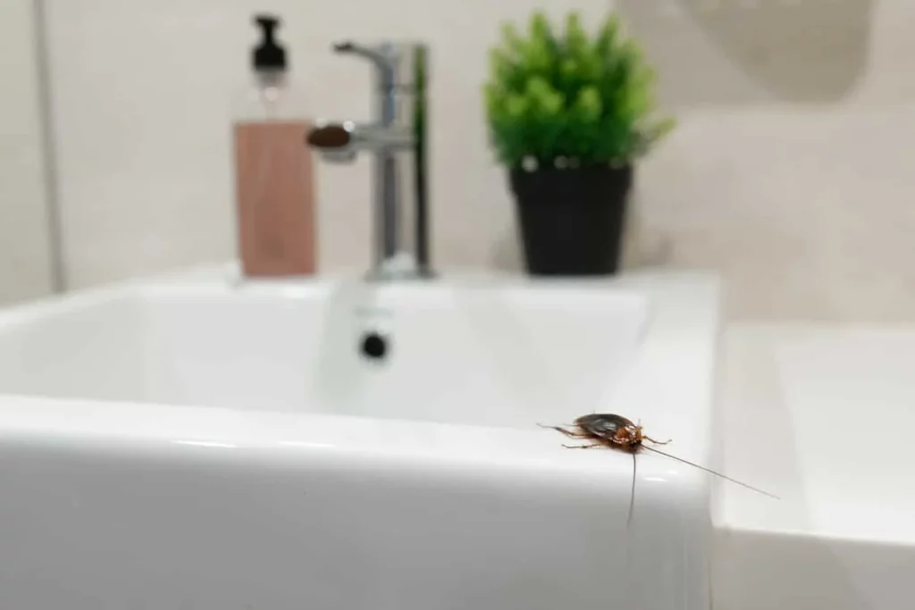 A cockroach on a white sink in a bathroom, highlighting the need for reliable pest control services in Clermont by Termite Lawn and Pest.