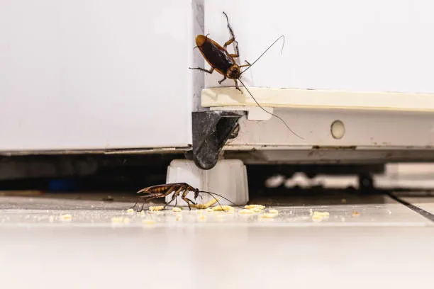 A cockroach on a white sink in a bathroom, representing the need for professional pest control services in Clermont by Termite Lawn and Pest.