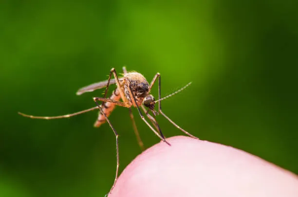 davenport mosquito control fl