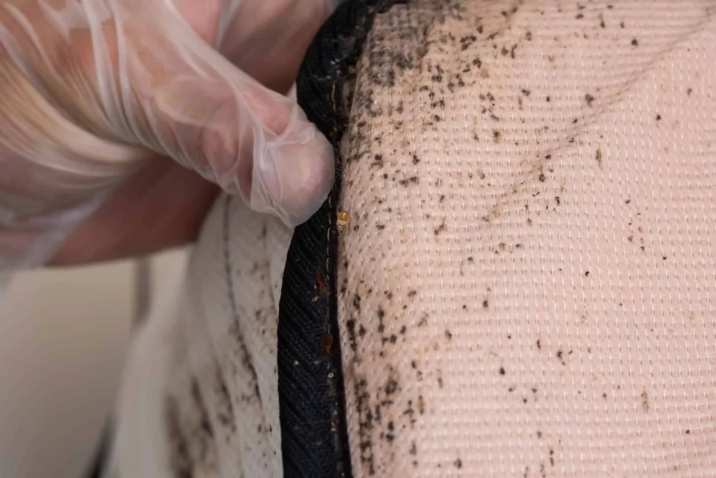 A close-up of a mattress infested with bed bugs being inspected by a gloved hand, demonstrating the pest control services offered by Termite Lawn and Pest in Davenport, FL.