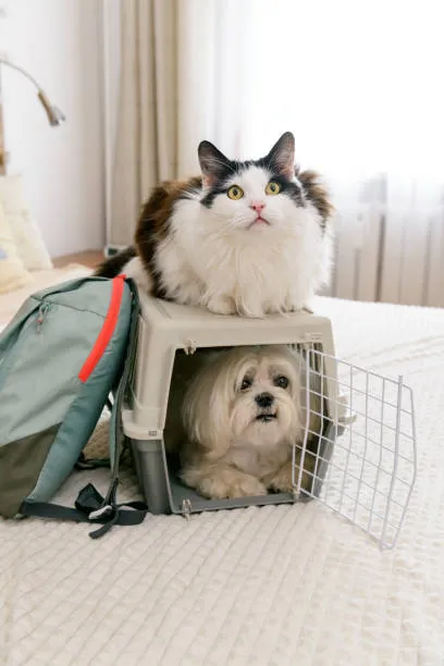 Cat sitting on top of a pet carrier with a dog inside, illustrating how to protect pets during pest control treatments.