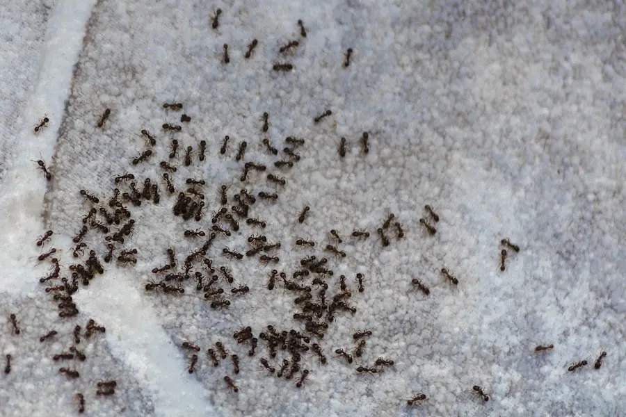 sanford pest control ants