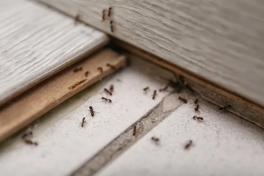 winter garden pest control ants