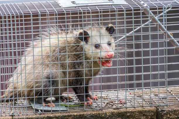 winter springs wildlife control fl opossum in cage