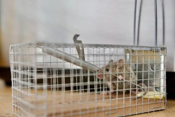 winter springs wildlife control fl rat in cage