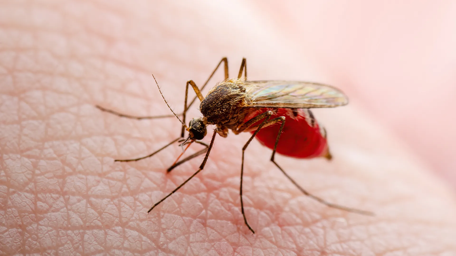 Close-up of a mosquito on human skin, illustrating the mosquito control services provided by Termite Lawn and Pest in Kissimmee.