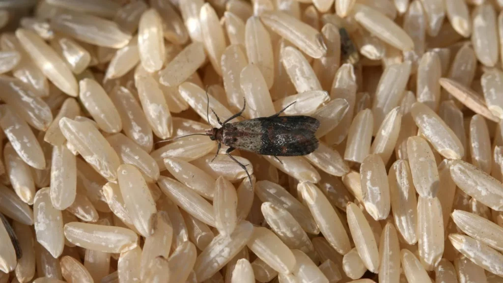 Close-up of a moth on rice, illustrating the pest control services offered by Termite Lawn and Pest in Kissimmee.