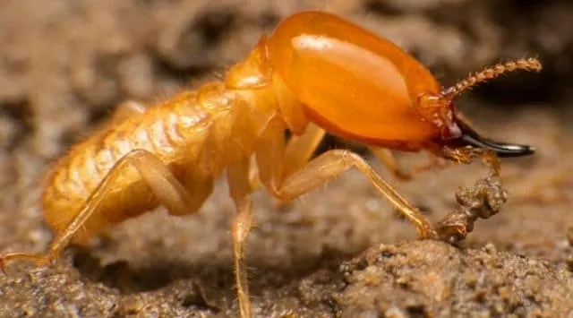 Close-up of a termite, highlighting the termite control services provided by Termite Lawn and Pest in Kissimmee.