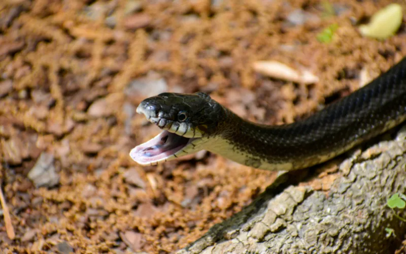 Close-up of a snake with its mouth open, illustrating the wildlife control services we offer in Kissimmee.