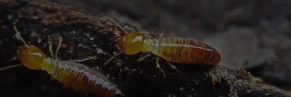Reliable Termite Control Services
