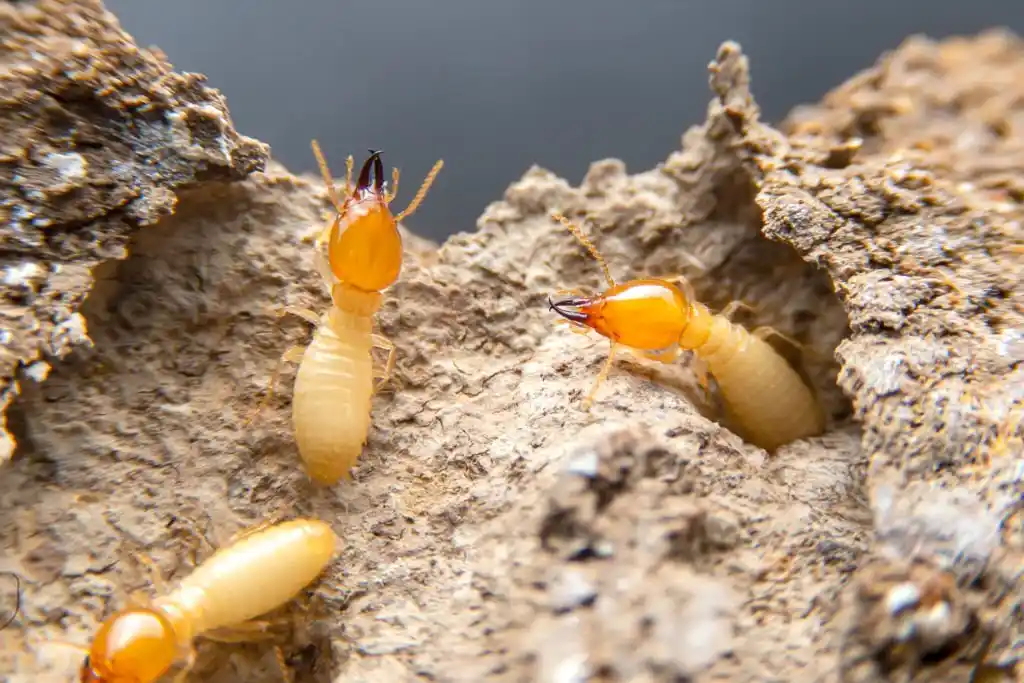 Close-up of termites in their habitat, highlighting the need for comprehensive Altamonte Springs termite control services to protect homes from termite damage.