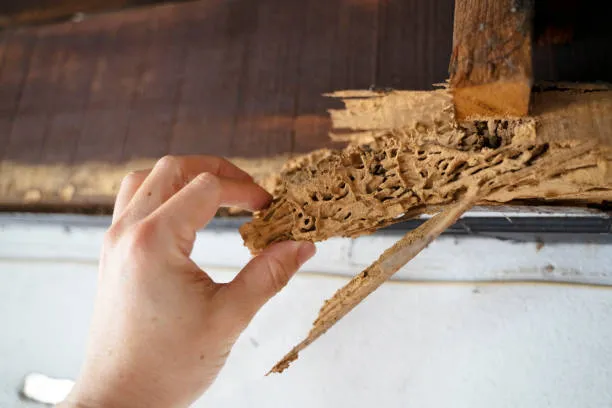 Hand examining extensive termite damage on wood, highlighting the need for comprehensive Apopka termite control services to protect homes from structural harm.