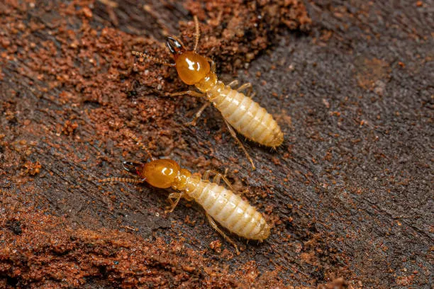 Close-up of two termites on wood, highlighting the importance of expert Apopka termite control services to protect homes from termite damage.