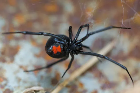 Close-up of a black widow spider, emphasizing the need for expert Avalon Park pest control services to keep homes safe and free from dangerous spiders.