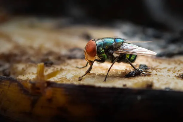 Close-up of a fly on a surface, emphasizing the need for comprehensive Avalon Park pest control services to keep homes clean and pest-free.