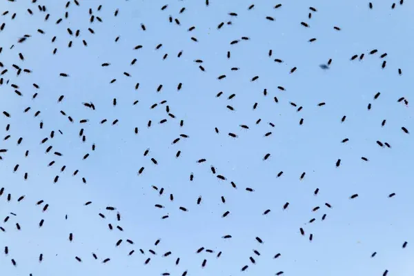 Swarm of insects against a clear blue sky, emphasizing the importance of reliable Avalon Park pest control services to keep homes and outdoor areas pest-free.