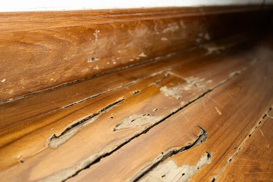 Severe termite damage on a wooden floor, emphasizing the importance of expert Avalon Park termite control services to protect homes from extensive damage.
