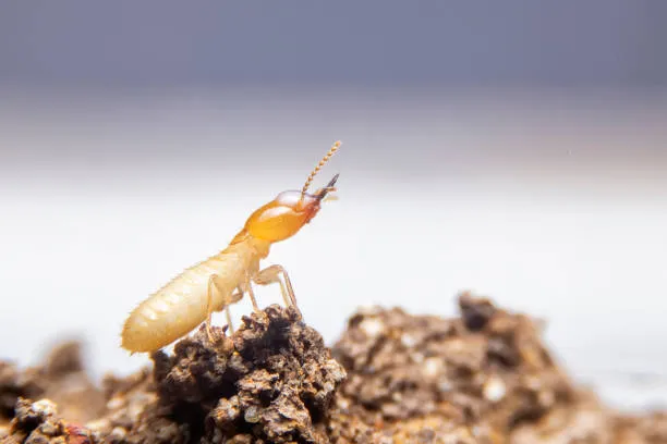 Close-up of a termite on soil, emphasizing the need for reliable Avalon Park termite control services to protect homes from infestations and damage.
