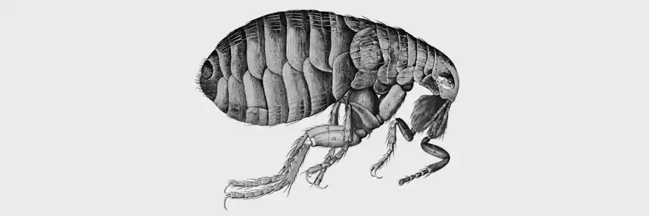 Detailed illustration of a flea, highlighting its significance in spreading the Black Death during the 14th century.