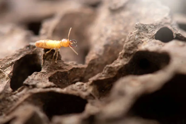 Close-up of a termite on a wood structure, emphasizing the importance of reliable Casselberry termite control services to protect homes from termite damage.