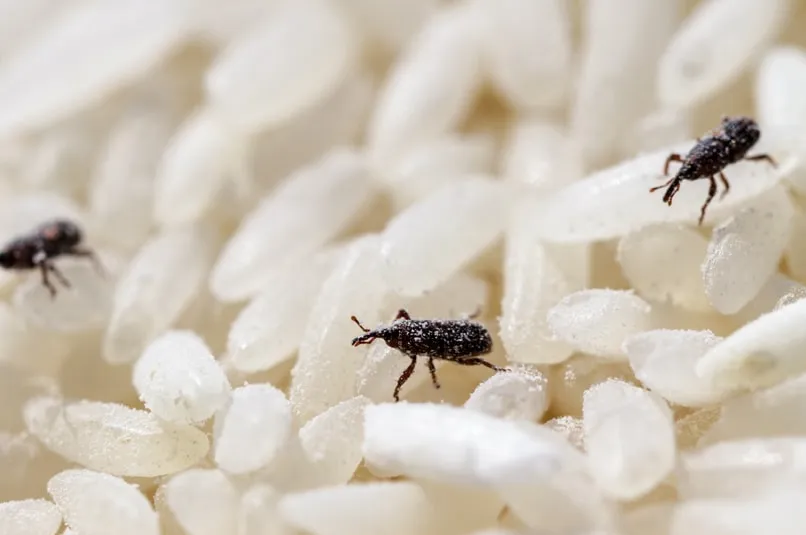 Close-up of pantry pests on rice grains, emphasizing the need for effective Celebration pest control services to keep food supplies safe and pest-free.