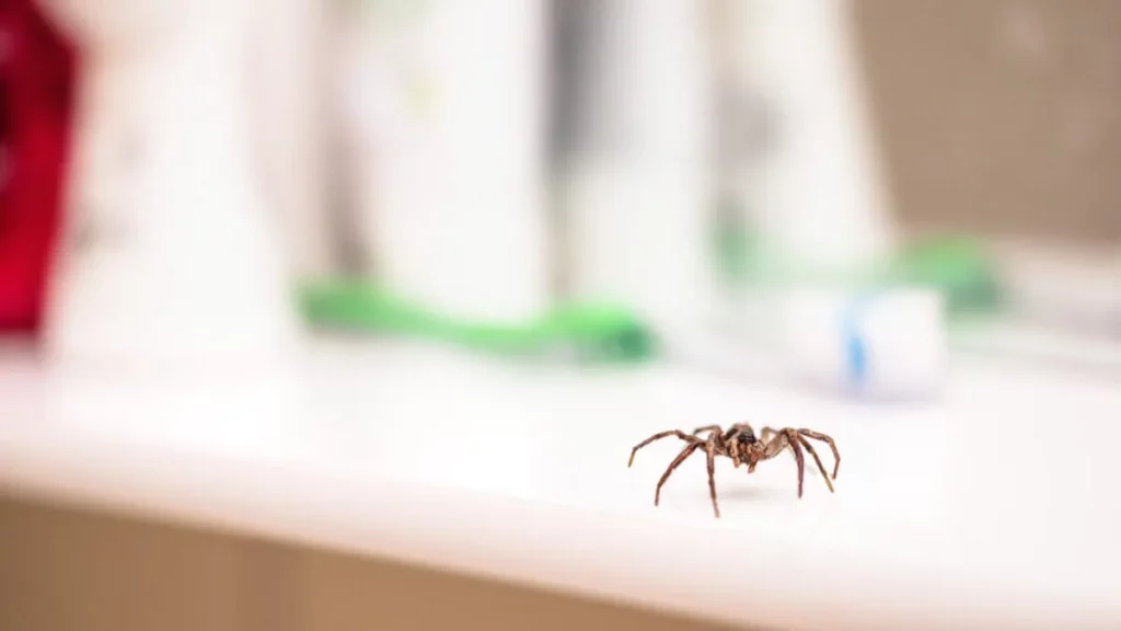 Spider on a bathroom counter, emphasizing the need for expert Celebration pest control services to ensure a clean and pest-free home.