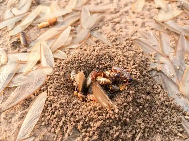 Cluster of termites and discarded wings on a sandy surface, highlighting the importance of professional Celebration termite control services to prevent and manage infestations.