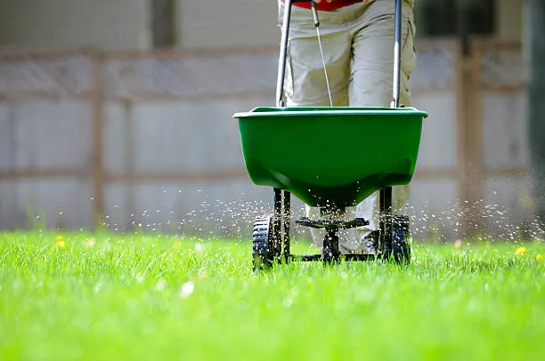 Professional applying fertilizer to a lawn using a spreader as part of our Central Florida lawn care services.