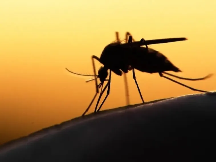 Silhouette of a mosquito at sunset, emphasizing the need for mosquito control services in Central Florida.