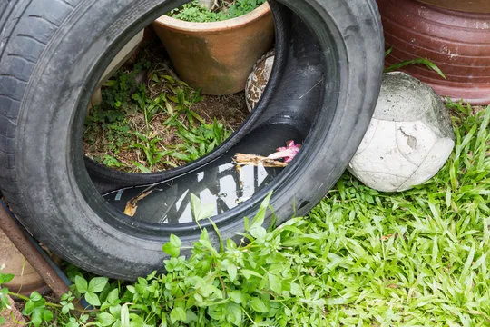 A tire filled with standing water in a garden, highlighting a common mosquito breeding site that needs to be managed.