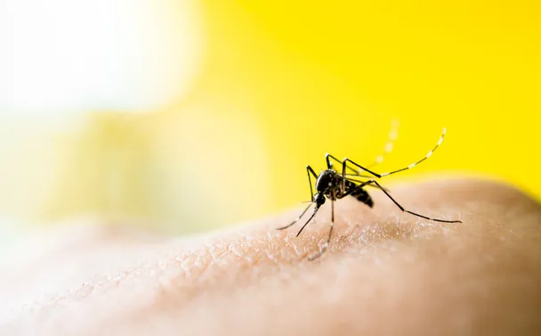 A mosquito biting human skin, emphasizing the need for effective mosquito control measures to protect against bites and potential diseases.